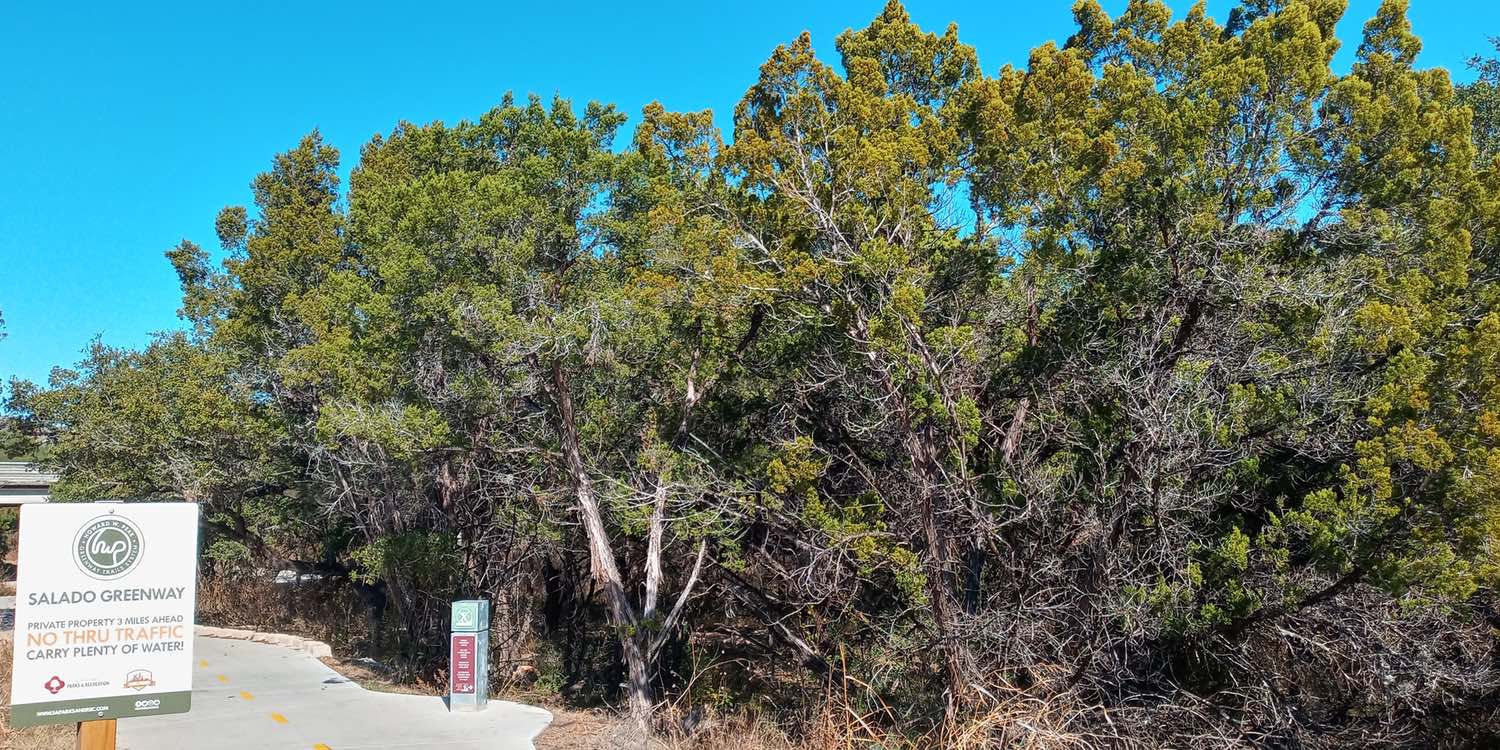 Juniper Ash trees at the Loop 1604 trailhead of the Salado Creek Greenway