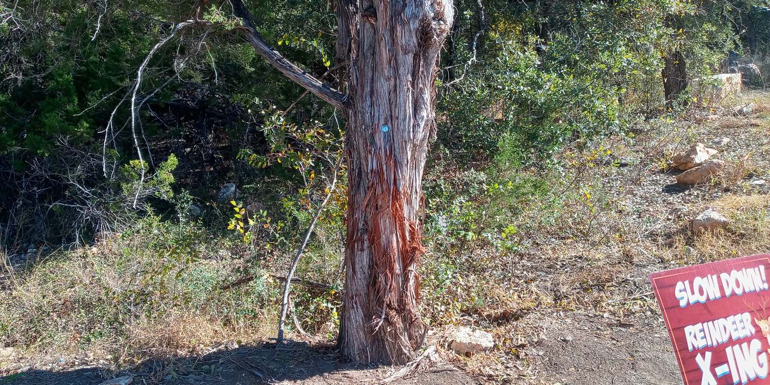 Close up view of the Juniper Ashe that shows its coursed, cypress-like bark