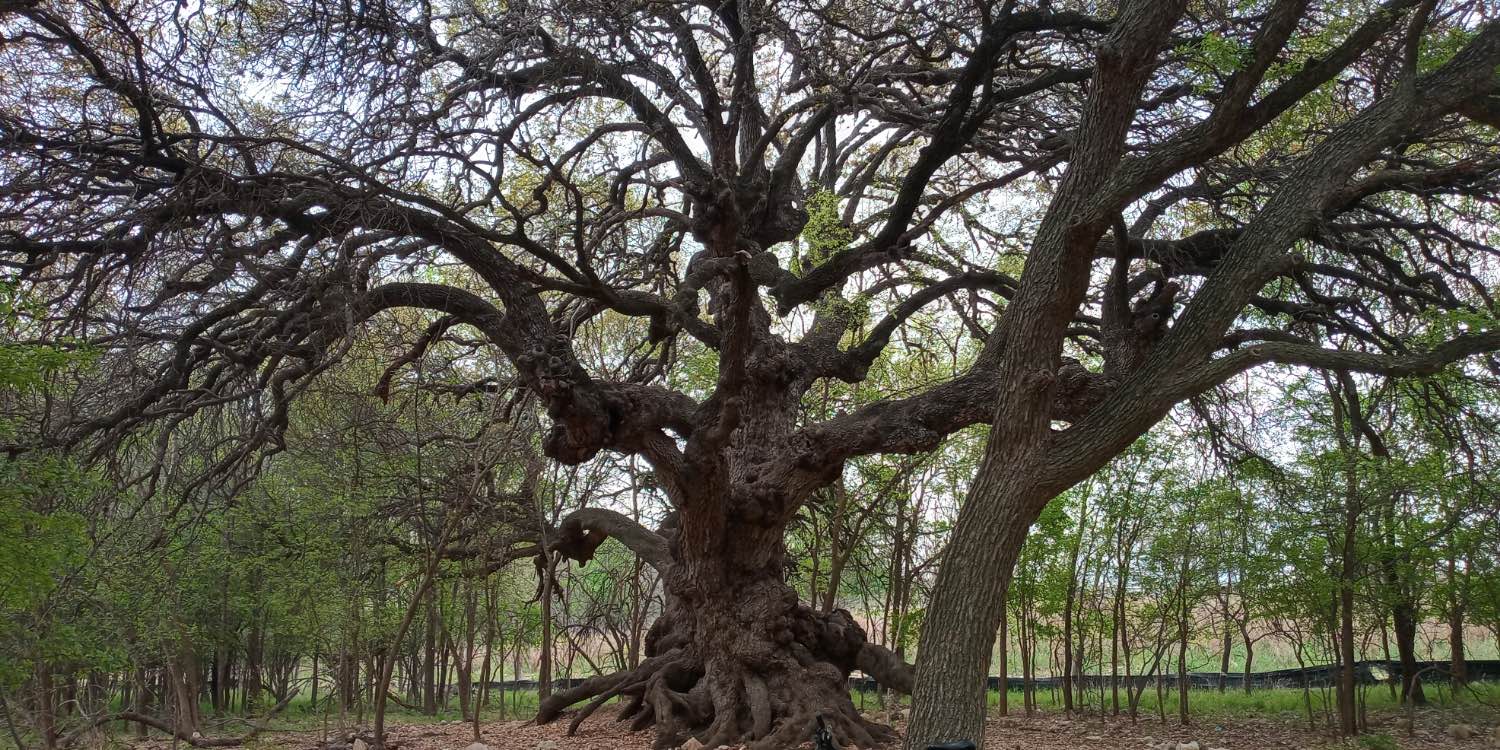 Massive old oak tree with large limbs sprawling in all directions is situated near Salado Creek Greenway and Nacogdoches Road
