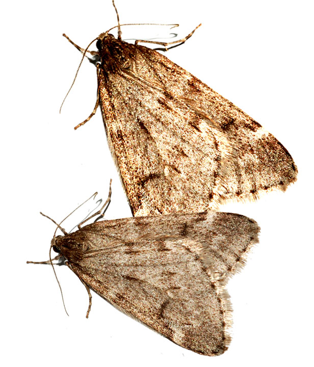 Two moths born from the cankerworm caterpillars—photo: Smithsonian Environmental Research Center