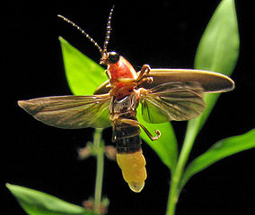Firefly a lightning bug also known as Lampyridae&emdash;photo: Terry Priest, Art Farmer