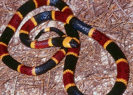 Coralsnake with red, yellow, and black bands—Photo: Mike Cardwell and Elda Sanchez, CDC