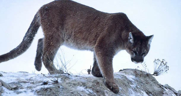 Mountain lion also known as a cougar prowls on a mound—Photo: National Park Service