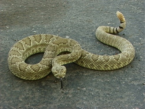 Rattlesnake has a rattler on its tail—Photo: Sean P. Bush, CDC