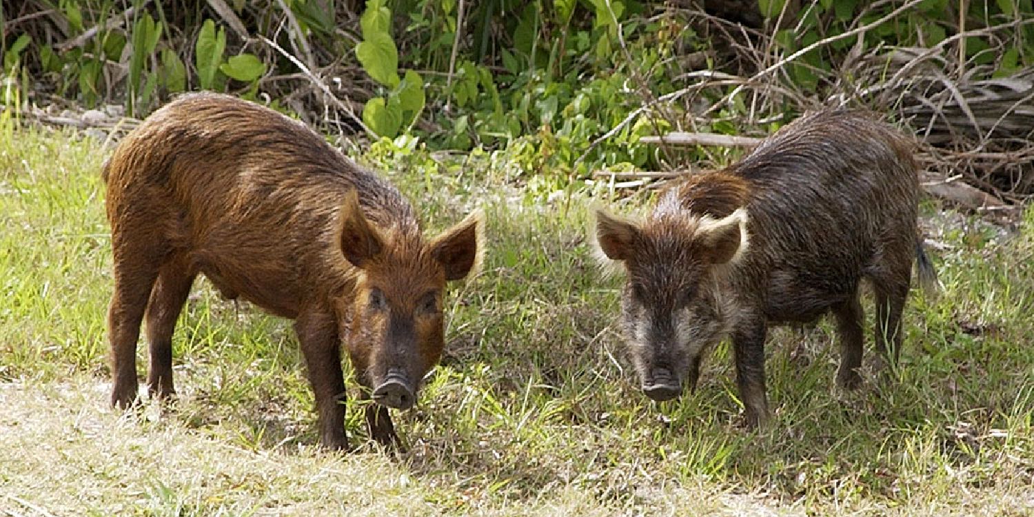 Feral pigs (Sus scrofa) are also known as European boars or razorbacks