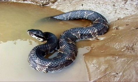 Water moccasins with dark brown, olive green and even solid black colors—Photo: Sean P. Bush and Frederick S. Boyce, CDC